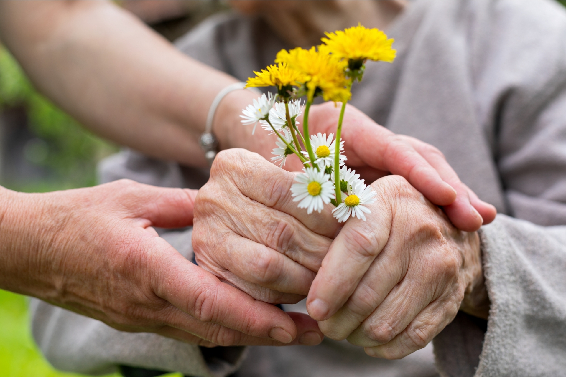 Hände halten kleine Blumen als Zeichen der Zuwendung